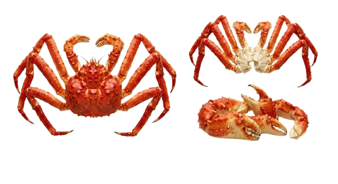 King Crab (Centolla)